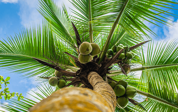 Pohon Kelapa sebagai Pusat Taman